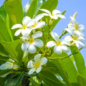 Buy White Champa - Plumeria Alba (White) Online