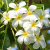 Buy White Champa - Plumeria Alba (White) Online