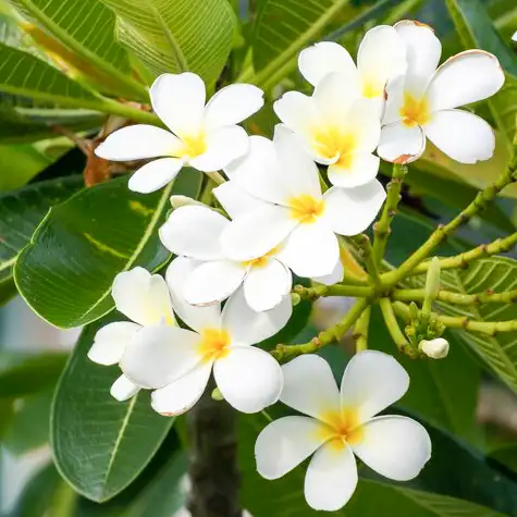 Buy White Champa - Plumeria Alba (White) Online