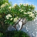 Buy White Champa - Plumeria Alba (White) Plant From Nursery Nisarga
