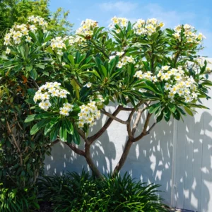 Buy White Champa - Plumeria Alba (White) Plant From Nursery Nisarga