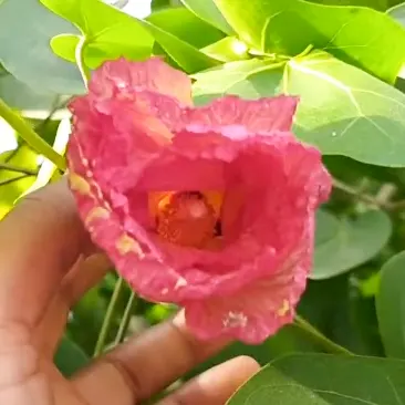Buy Paras peepal, Thespesia populnea, Indian Tulip Tree Online