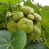 Buy Paras peepal, Thespesia populnea, Indian Tulip Tree Online