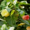 Buy Paras peepal, Thespesia populnea, Indian Tulip Tree Online