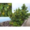 Buy Paras peepal, Thespesia populnea, Indian Tulip Tree Online