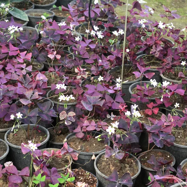 Buy Oxalis Triangularis, Purple Clover, Butterfly Plant from nursery nisarga