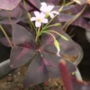 Buy Oxalis Triangularis, Purple Clover, Butterfly Plant from nursery nisarga