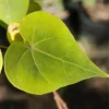 Buy Paras peepal, Thespesia populnea, Indian Tulip Tree from nursery nisarga