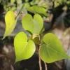 Buy Paras peepal, Thespesia populnea, Indian Tulip Tree from nursery nisarga