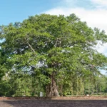 An image of a Peepal tree with its distinctive heart-shaped leaves, lush green canopy, and sturdy trunk.