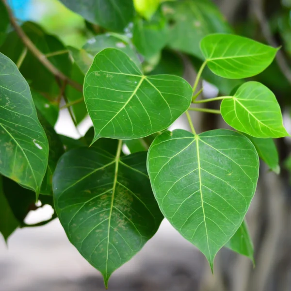 the Peepal tree stands as a symbol of longevity, wisdom, and tranquility.