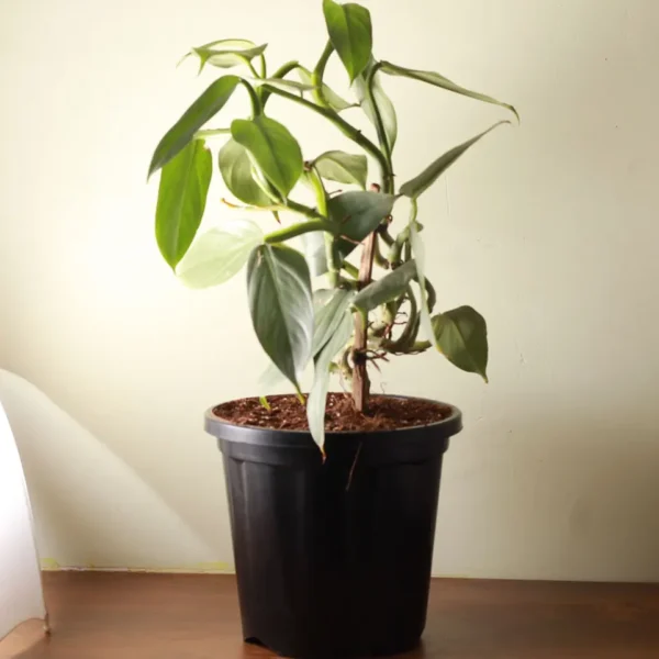 Buy Philodendron Hastatum ‘Silver Sword’ Plant Online at Nursery Nisarga