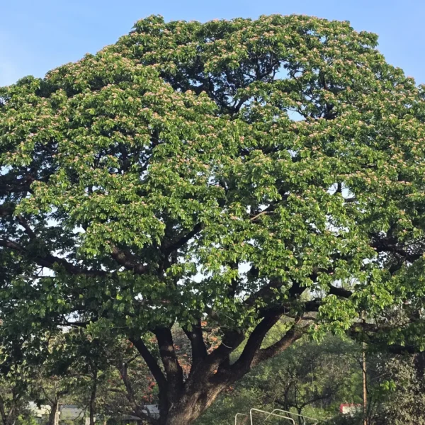 Buy Samanea saman, Rain Tree, Monkeypod Tree from Nursery Nisarga