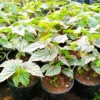 Buy Rex Begonia “Don Miller” Plant Online at Nursery Nisarga