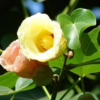 Buy Paras peepal, Thespesia populnea, Indian Tulip Tree from nursery nisarga