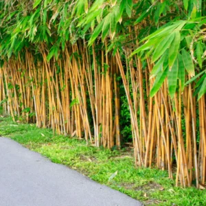 Buy Golden Bamboo, Phyllostachys aurea Plant Online