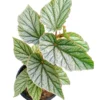 Buy Rex Begonia “Don Miller” Plant Online at Nursery Nisarga