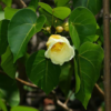Buy Paras peepal, Thespesia populnea, Indian Tulip Tree from nursery nisarga