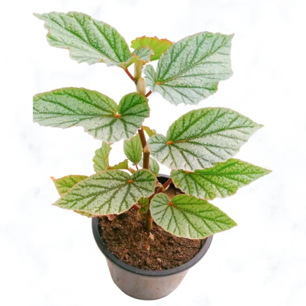Buy Rex Begonia “Don Miller” Plant Online at Nursery Nisarga