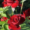Buy Creeping, Climbing Rose Plant (Red) from Nursery Nisarga