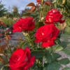 Buy Creeping, Climbing Rose Plant (Red) from Nursery Nisarga