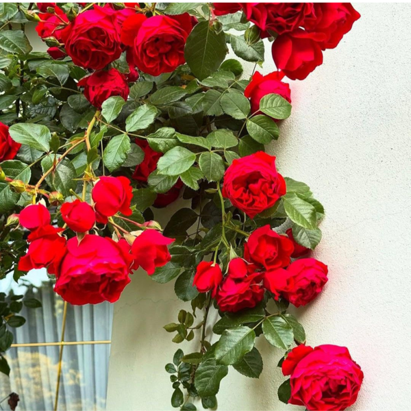 Buy Creeping, Climbing Rose Plant (Red) from Nursery Nisarga