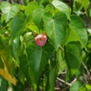 Buy Paras peepal, Thespesia populnea, Indian Tulip Tree from nursery nisarga