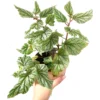 Buy Rex Begonia “Don Miller” Plant Online at Nursery Nisarga