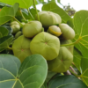 Buy Paras peepal, Thespesia populnea, Indian Tulip Tree from nursery nisarga