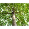 Buy Terminalia Arjuna, Arjun Tree Online