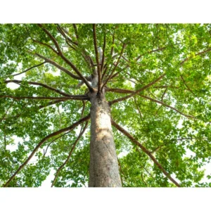 Buy Terminalia Arjuna, Arjun Tree Online