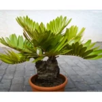 Buy Zamia furfuracea, Cardboard Palm Online