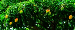 How to grow mango tree in india