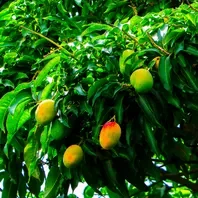 How to grow mango tree in india
