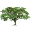 Buy Samanea saman, Rain Tree, Monkeypod - Tree Online