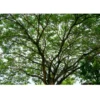 Buy Samanea saman, Rain Tree, Monkeypod - Tree Online