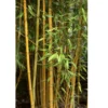 Buy Golden Bamboo, Phyllostachys aurea Plant Online