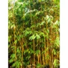 Buy Golden Bamboo, Phyllostachys aurea Plant Online