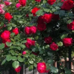 Buy Creeping, Climbing Rose Plant (Red) Online