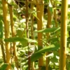 Buy Golden Bamboo, Phyllostachys aurea Plant Online