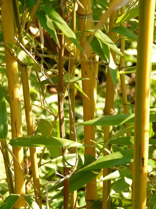 Buy Golden Bamboo, Phyllostachys aurea Plant Online
