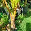 Buy Nariyal, Coconut Tree (Golden) - Plant Online