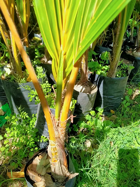 Buy Nariyal, Coconut Tree (Golden) - Plant Online