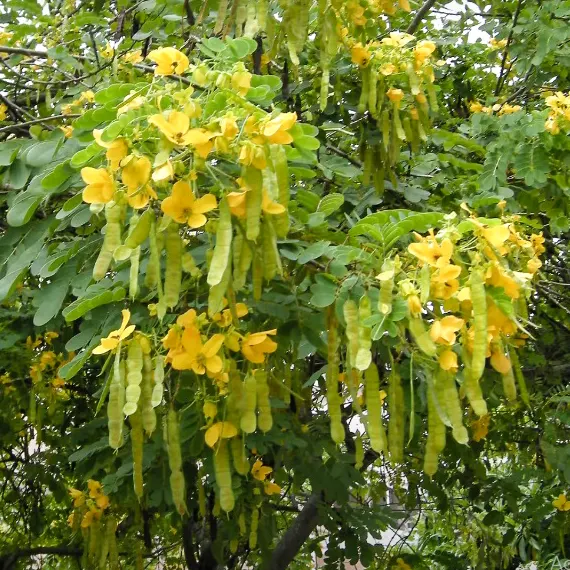 Buy Cassia glauca, Cassia surattensis Tree Online