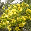 Buy Cassia glauca, Cassia surattensis Tree Online