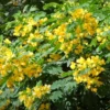 Buy Cassia glauca, Cassia surattensis Tree Online