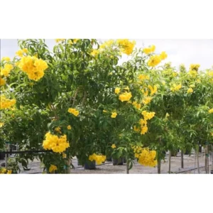 Buy Cassia glauca, Cassia surattensis Tree Online