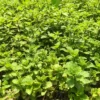 Buy Pudina, Mentha Spicata, Mint Plant Online at Nursery Nisarga