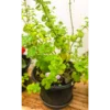 Buy Pudina, Mentha Spicata, Mint Plant Online at Nursery Nisarga