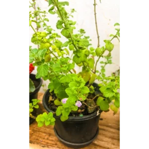 Buy Pudina, Mentha Spicata, Mint Plant Online at Nursery Nisarga